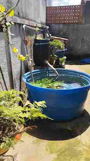 Criação de Tilápia